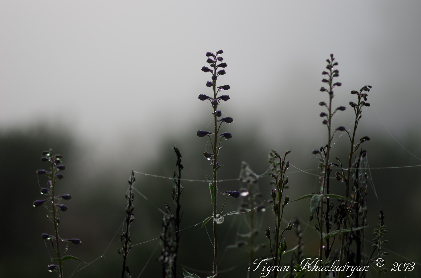 Reim des Morgenlichts
