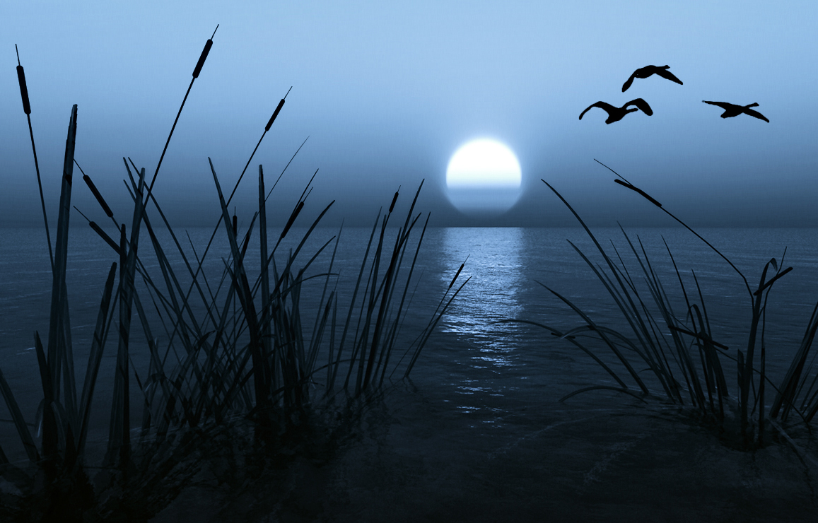 Fliegen Zugvögel ...