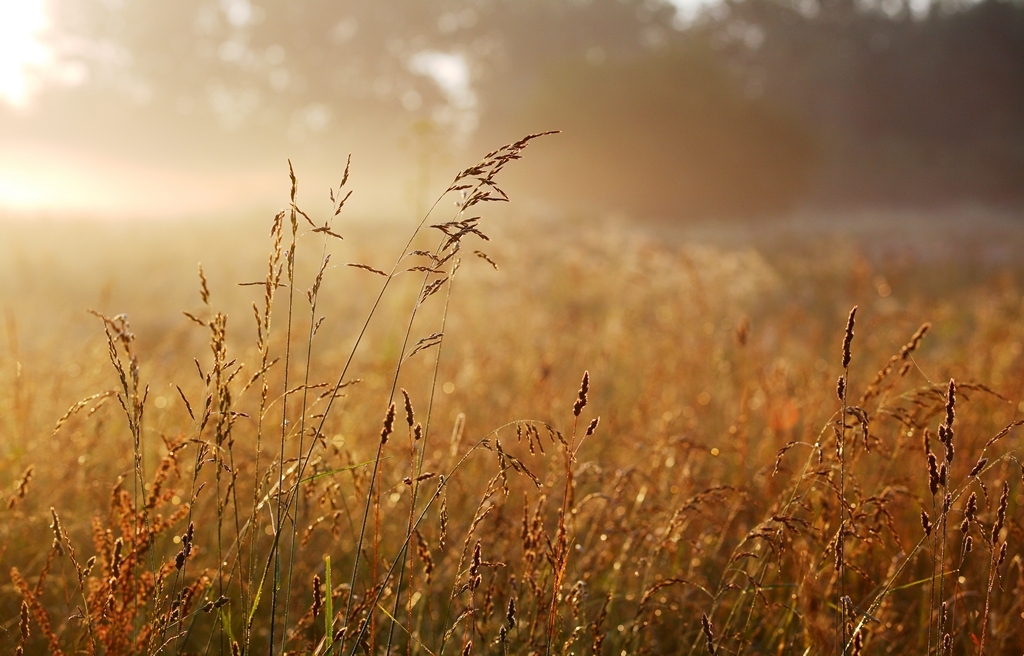 Reim des Morgenlichts