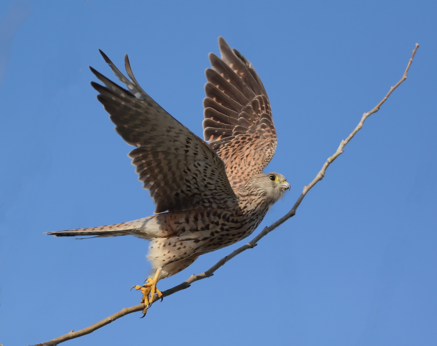 Windhover