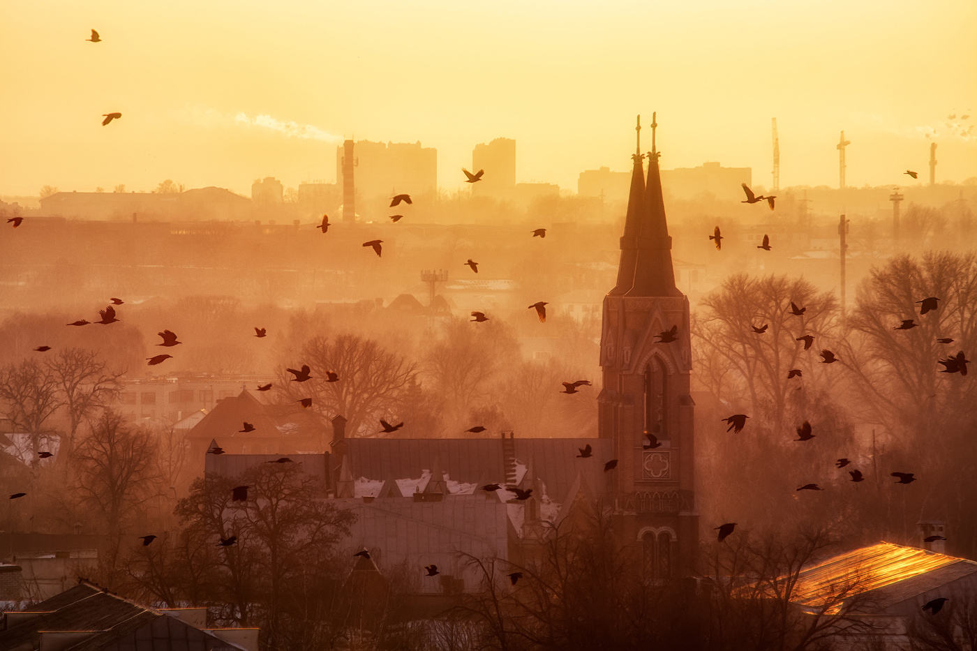 Die Saatkrähen sind angekommen
