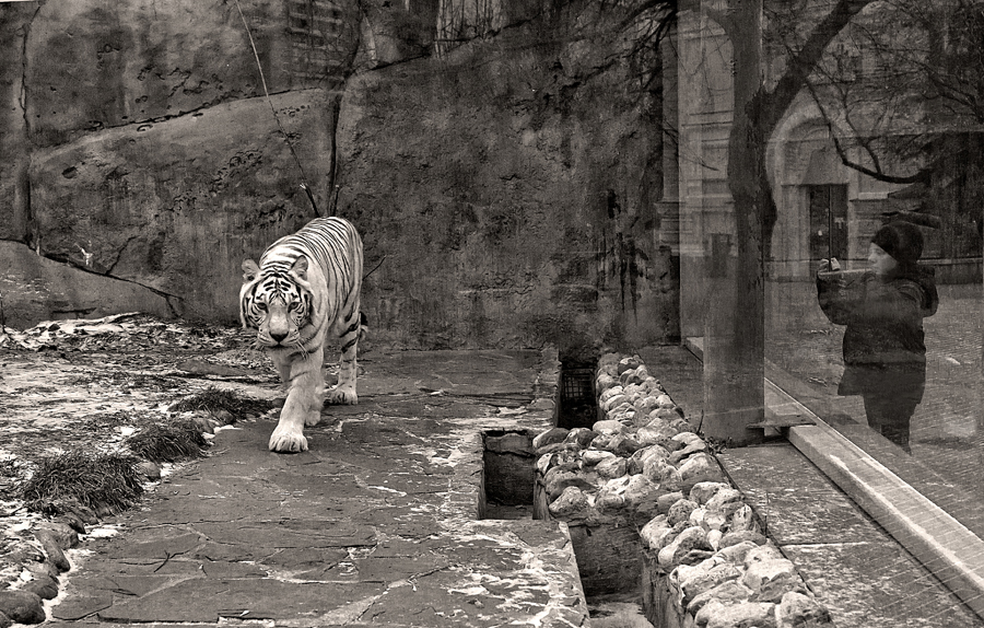 White Tiger
