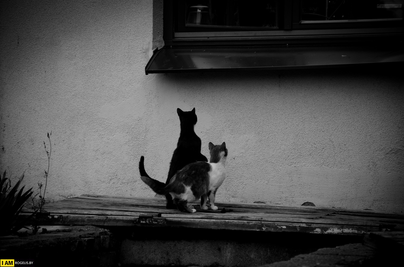 Warten auf ein Wunder