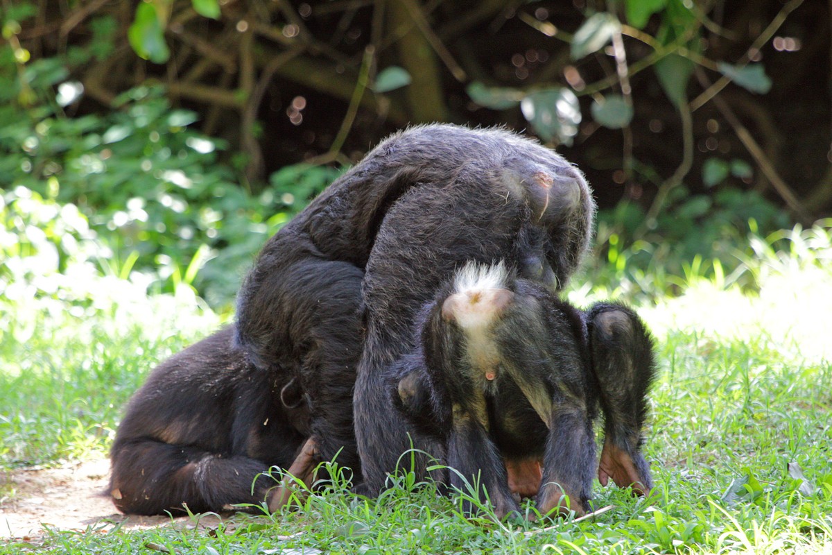 Bedeutungsvolle Halluzinationen