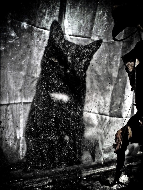 Bedeutungsvolle Halluzinationen