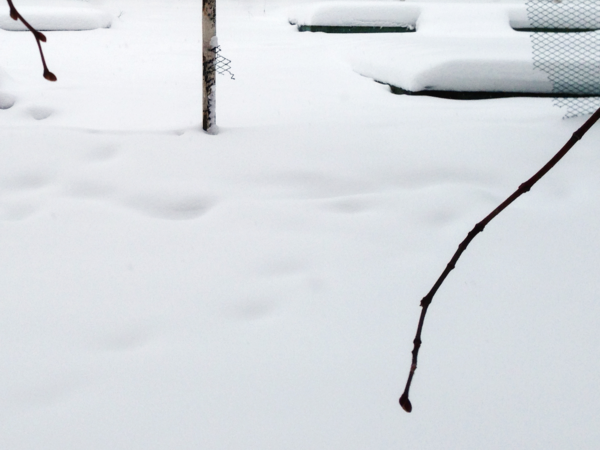 Bedeutungsvolle Halluzinationen