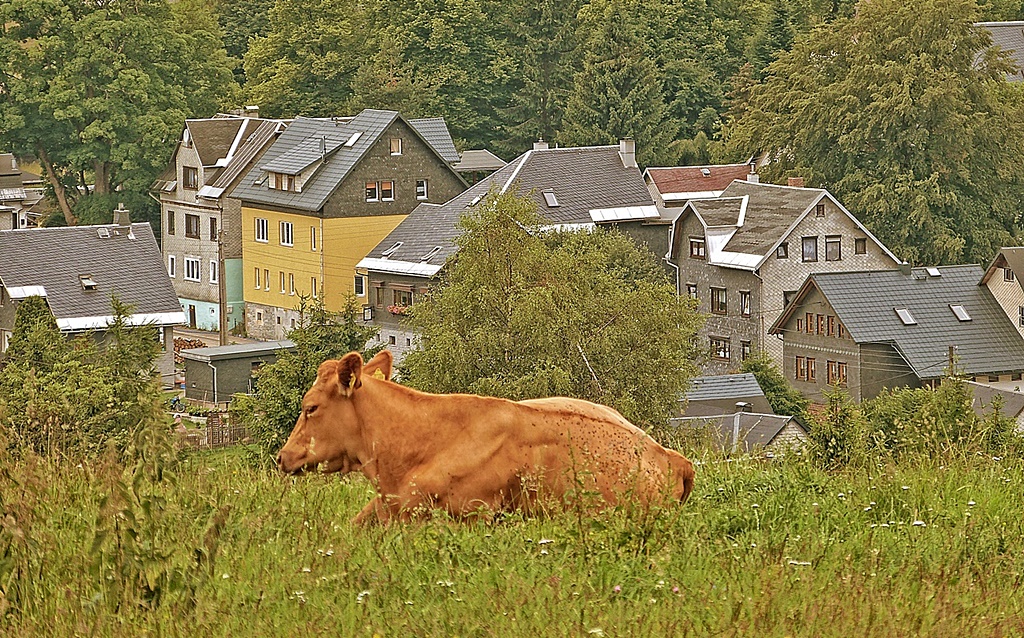 Eine glückliche Kuh