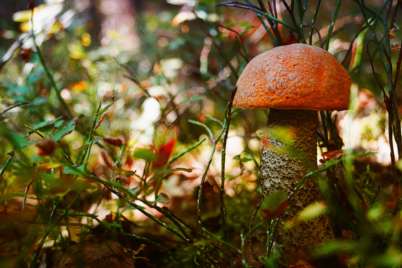 Orange-Schutzkappe Boletus