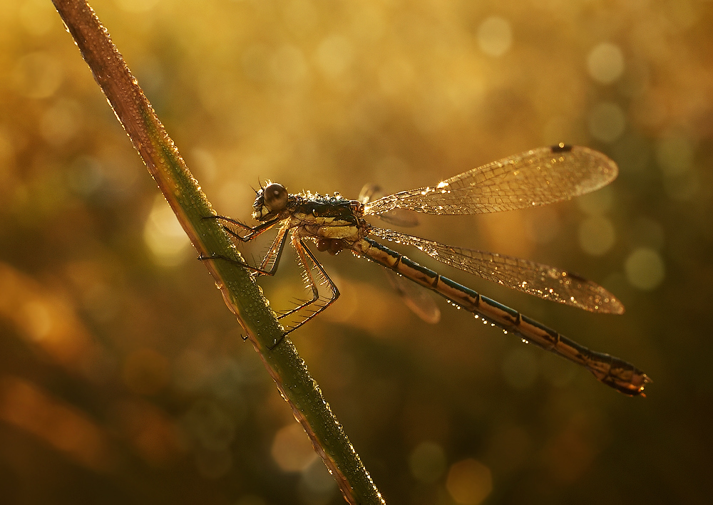 Die Begegnung mit der Morgendämmerung