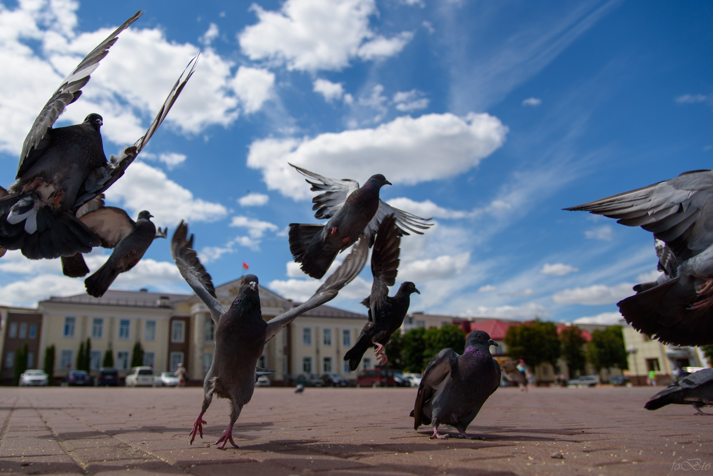 Pigeons
