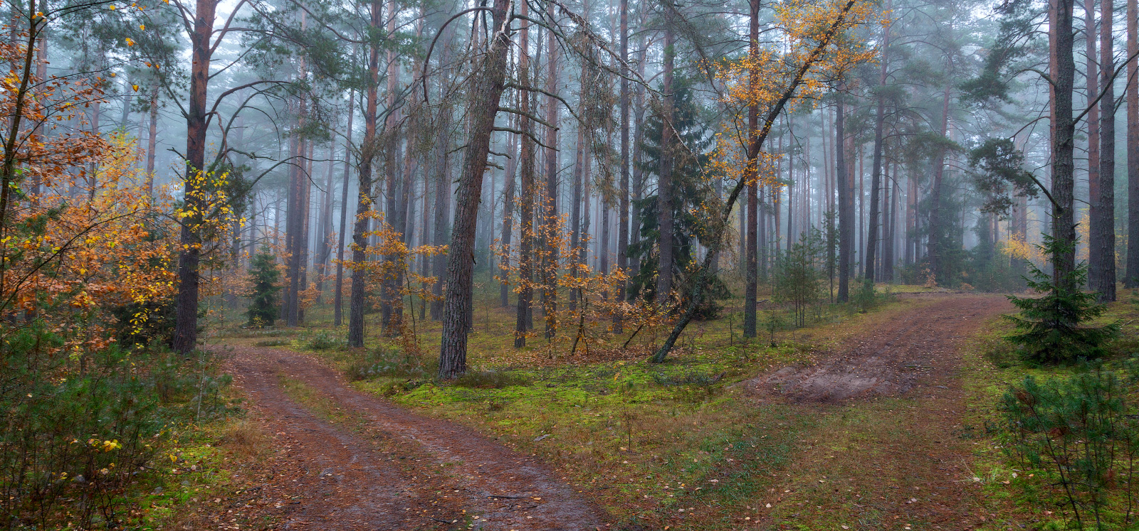 in den herbstlichen Wald