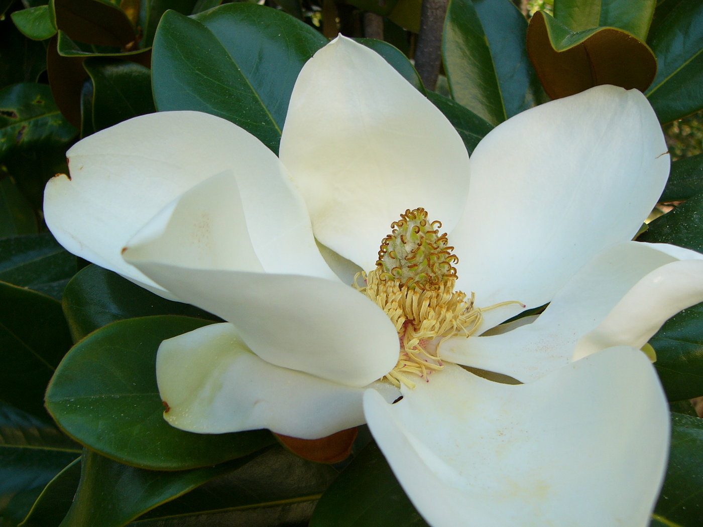 Magnolienbaum