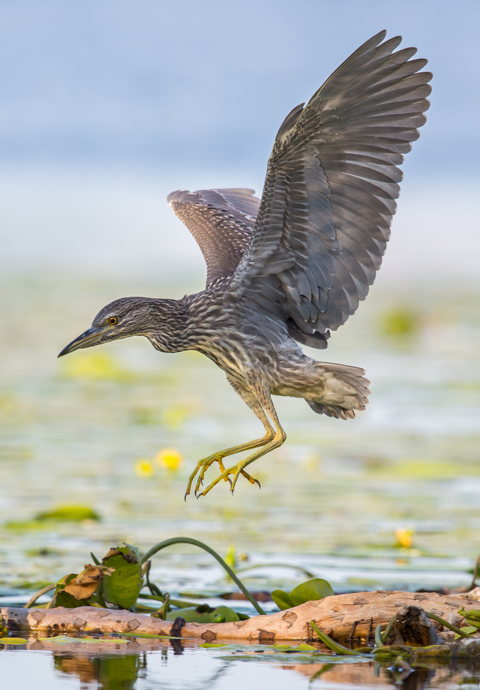 Nachtreiher im Jugendkleid