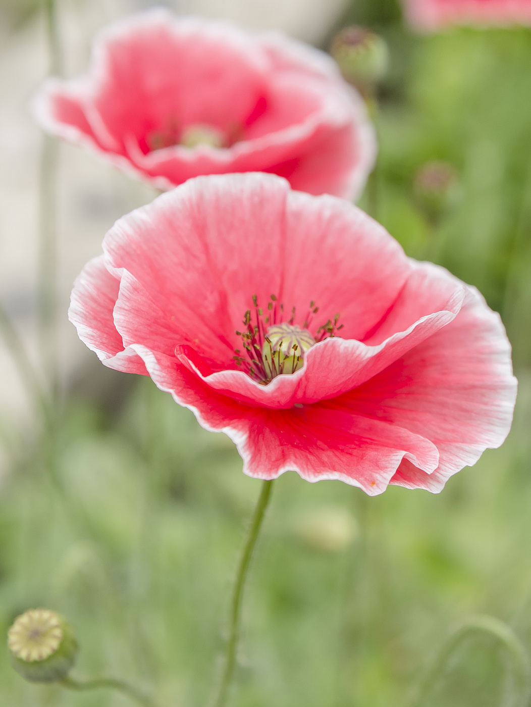 Mohn