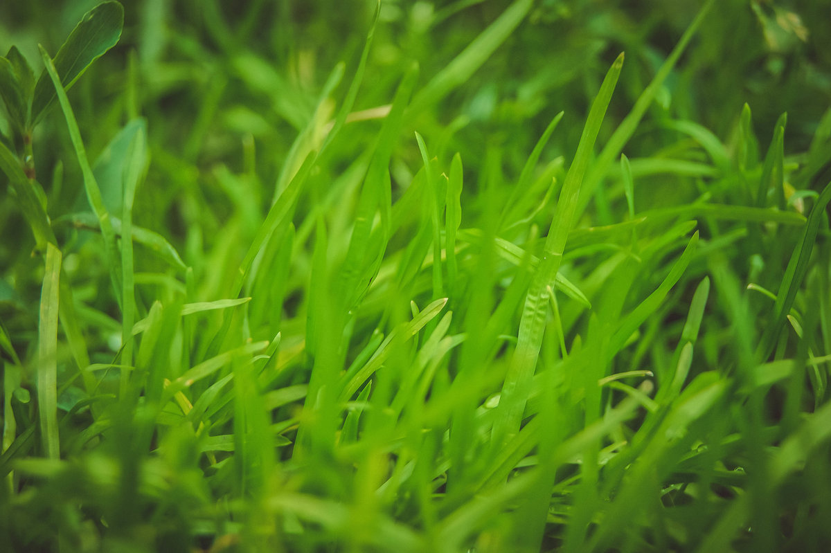 Grass