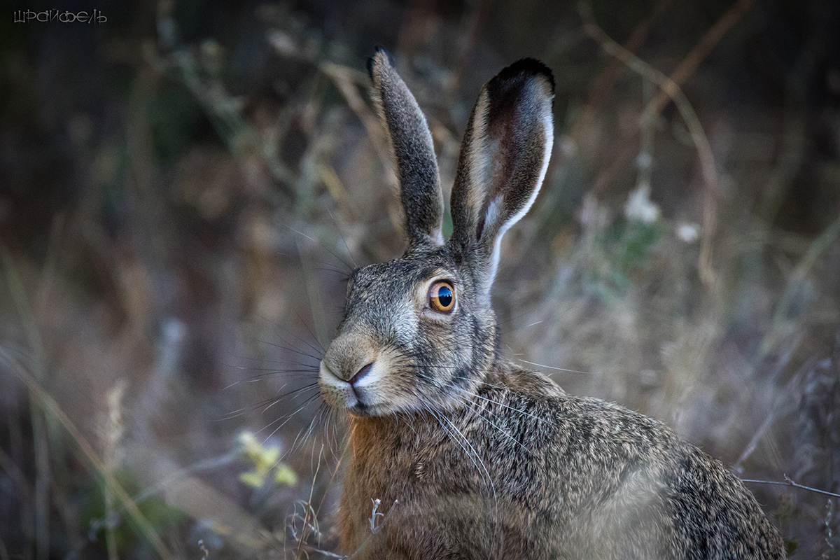 Angst hat große Augen