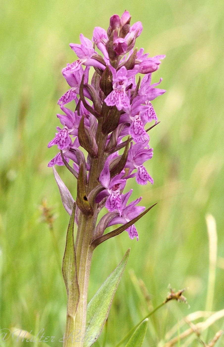 Fleischfarbenes Knabenkraut