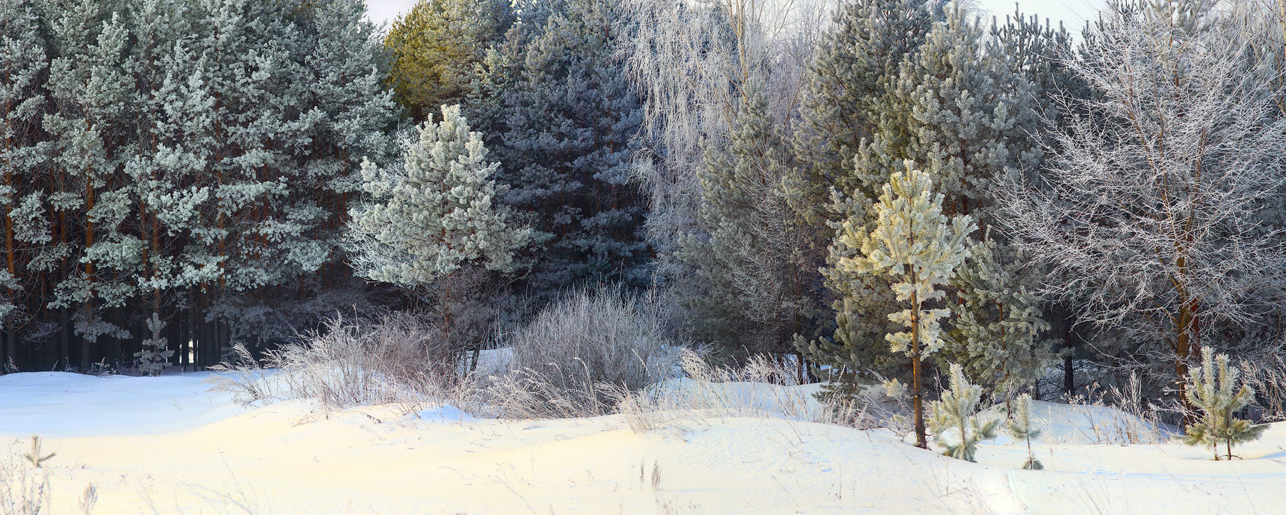 Ein frostiger Morgen