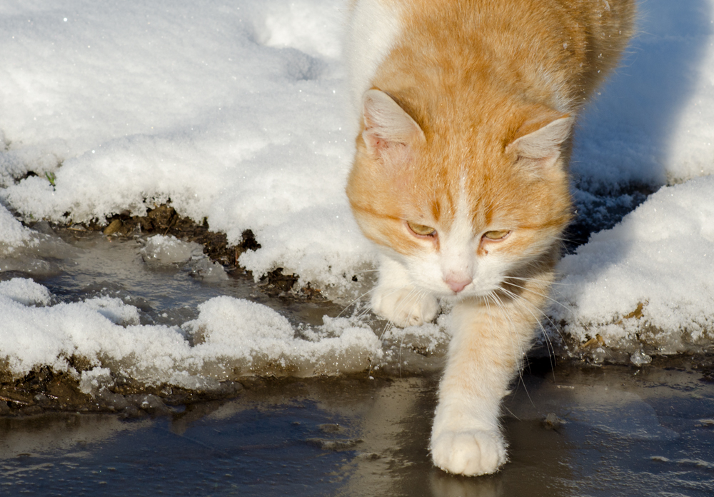 Ein schöner Tag dank Frost und Sonne