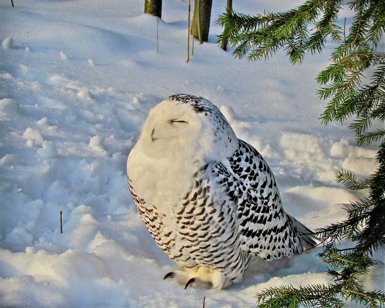 Ein schöner Tag dank Frost und Sonne