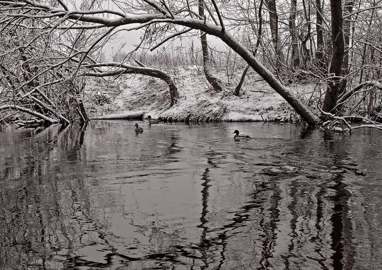 Der Frühling kommt ...