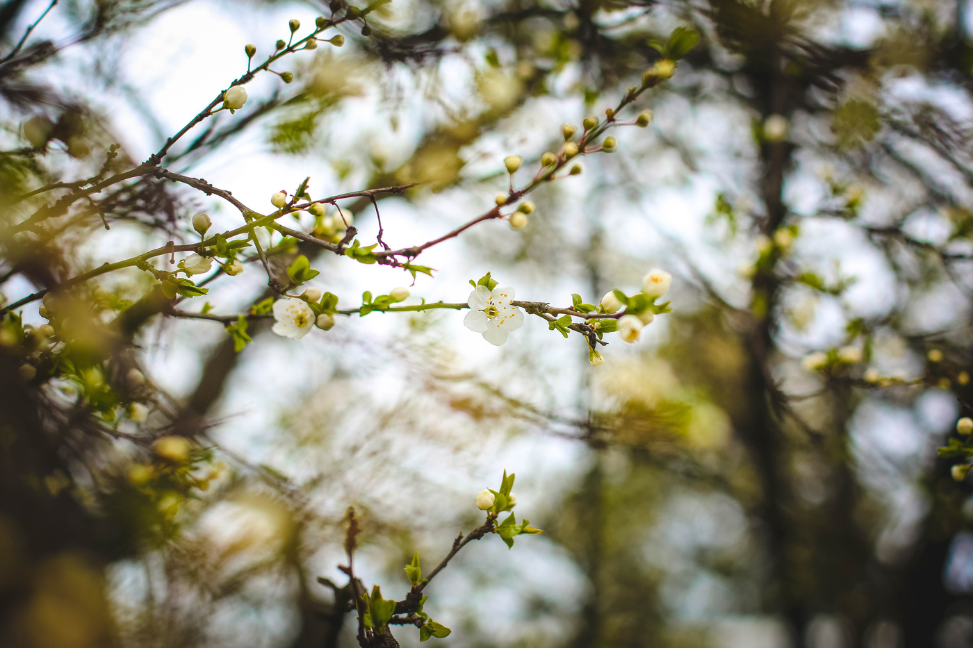 Ersten Tag des Frühlings