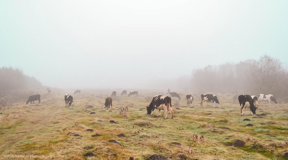 Landschaft im ländlichen Raum