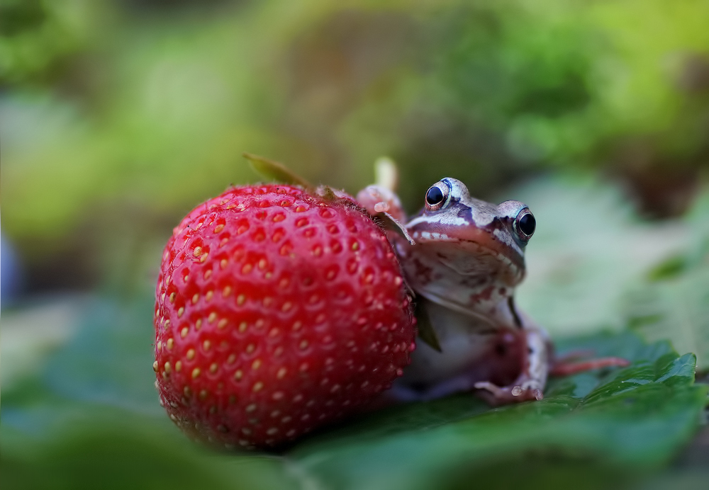 Portrait mit Erdbeere