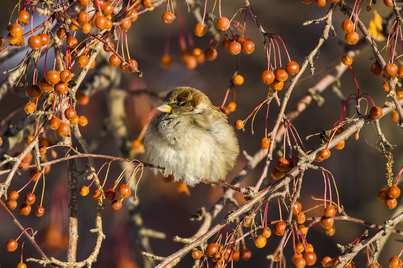 Das Leben ist schön!