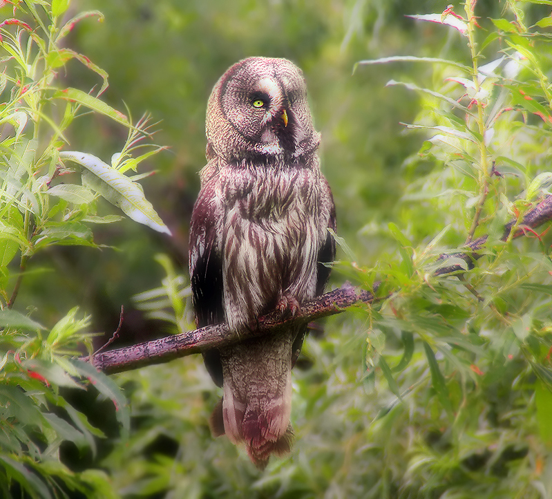 Es scheint, regen beginnt ...