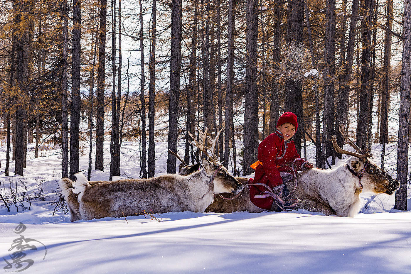 Mongolian reindeer boy