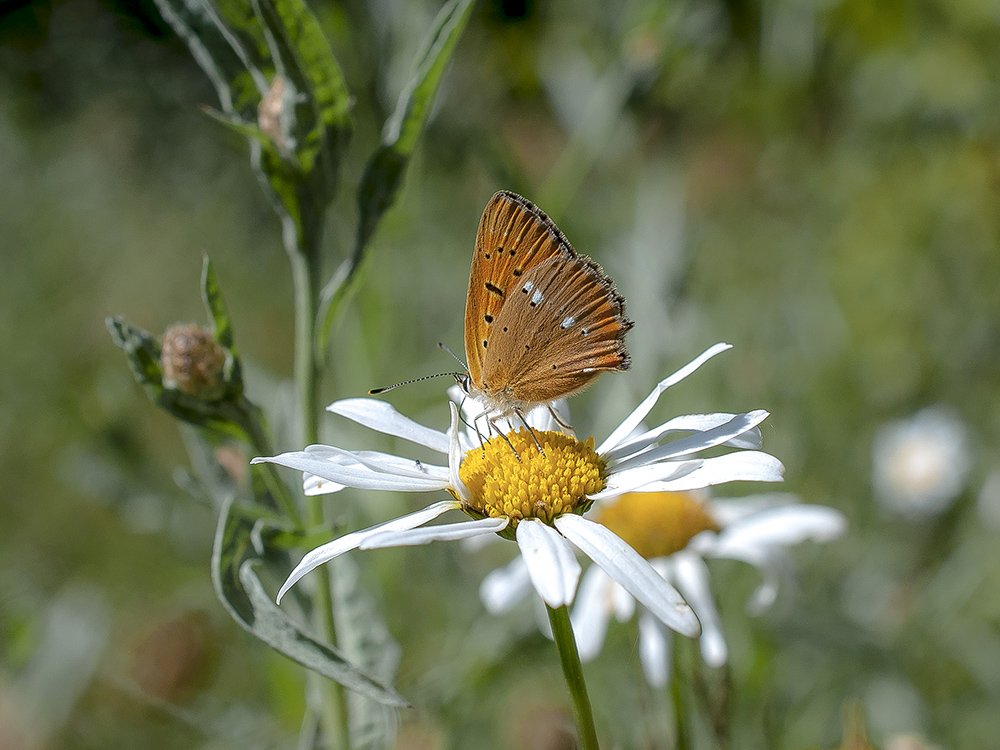 Erinnerungen an den Sommer