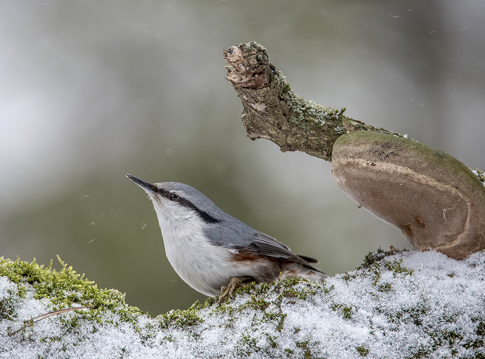 Das Bild des Waldes.