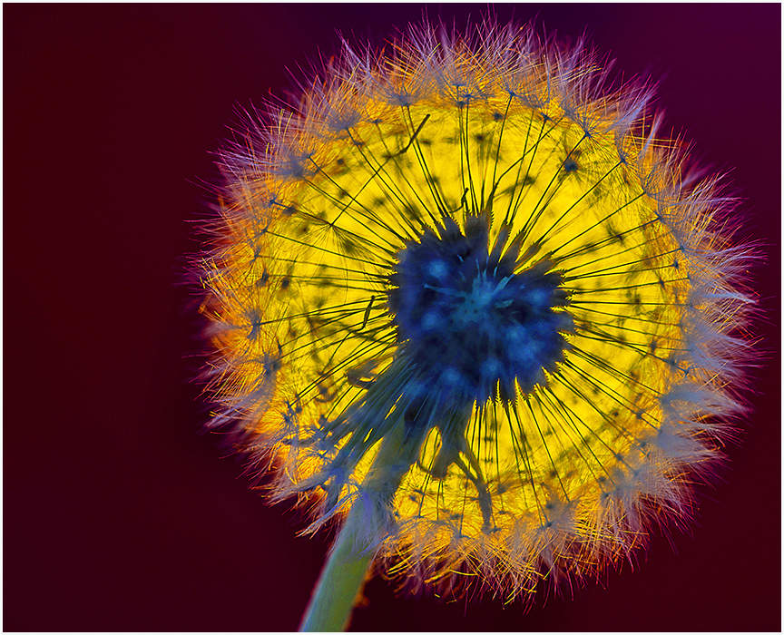 Taraxacum