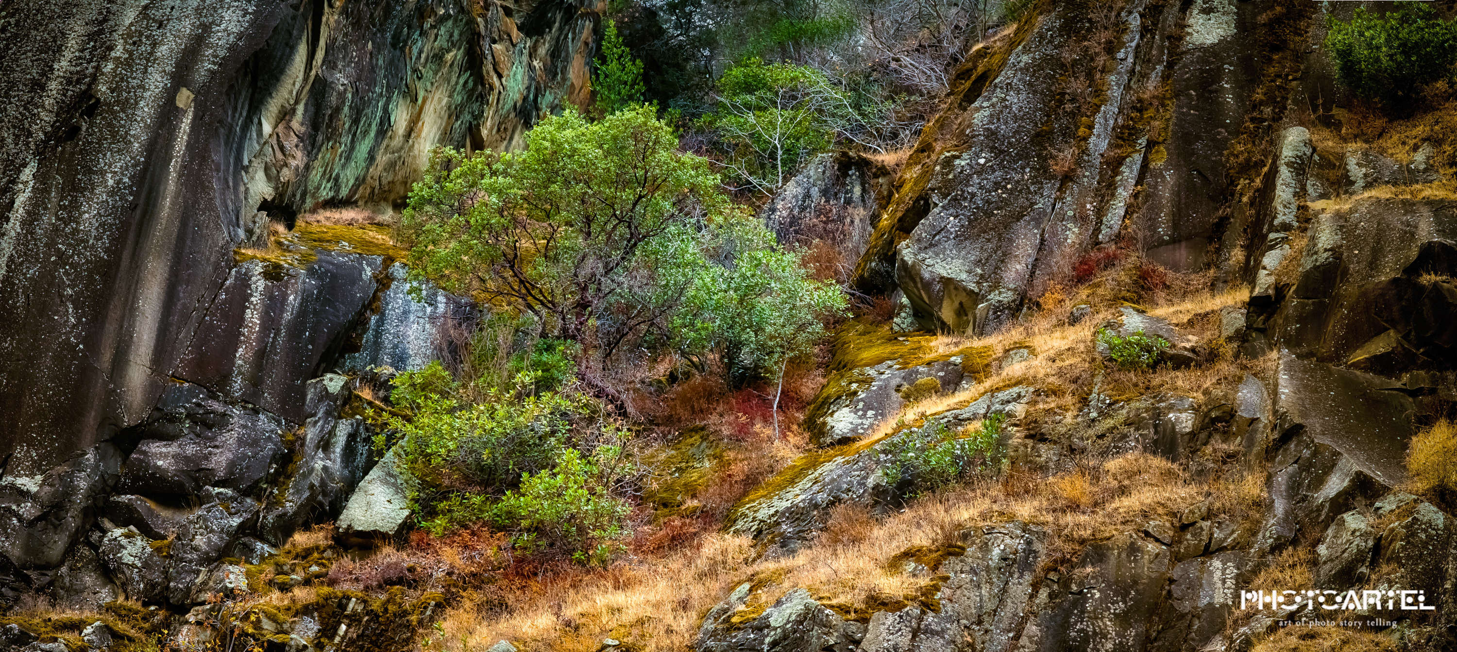 und Bäume auf den Felsen