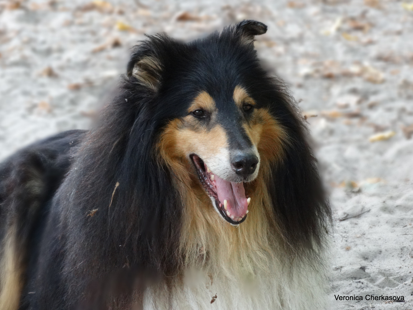 Porträt von Richard