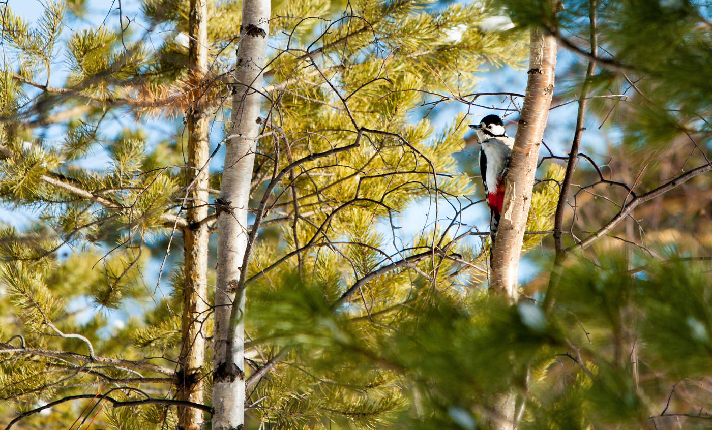 Im Frühjahr den Wald ...