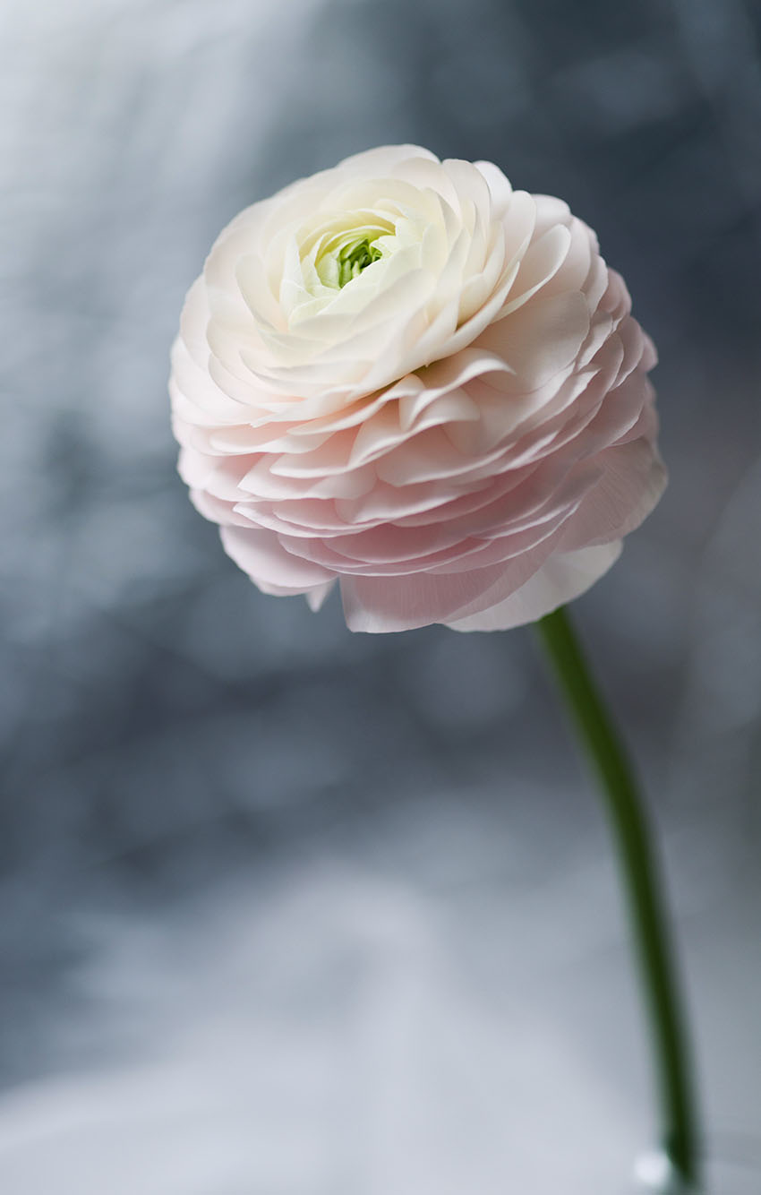 Ranunculus