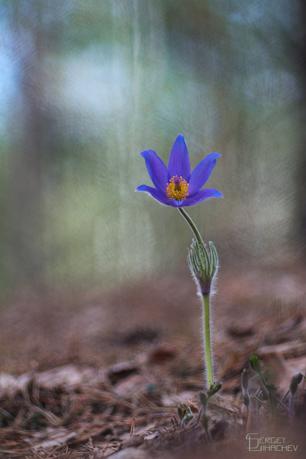 Unter dem blauen Himmel