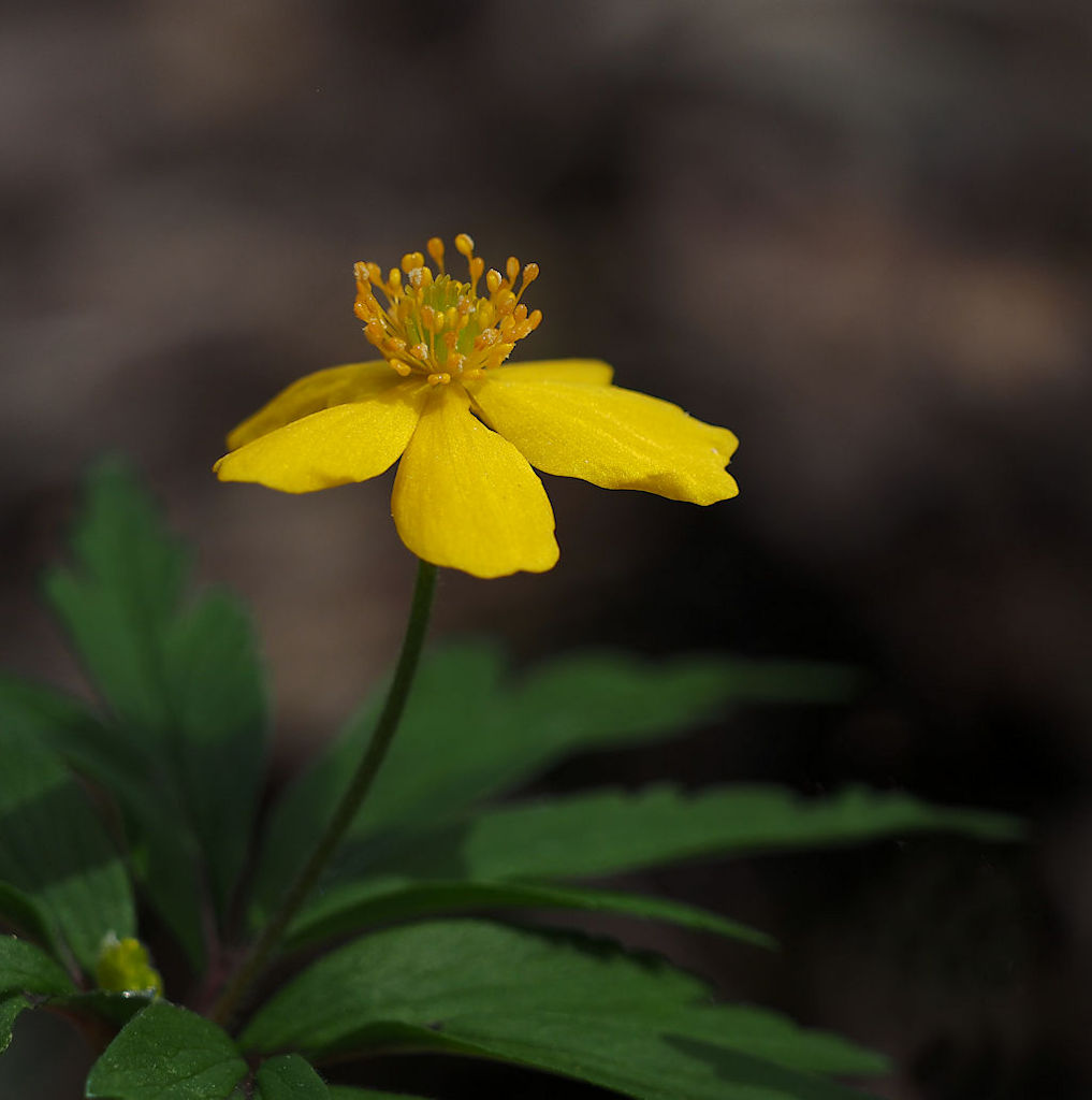 Gelbes Buschwindröschen