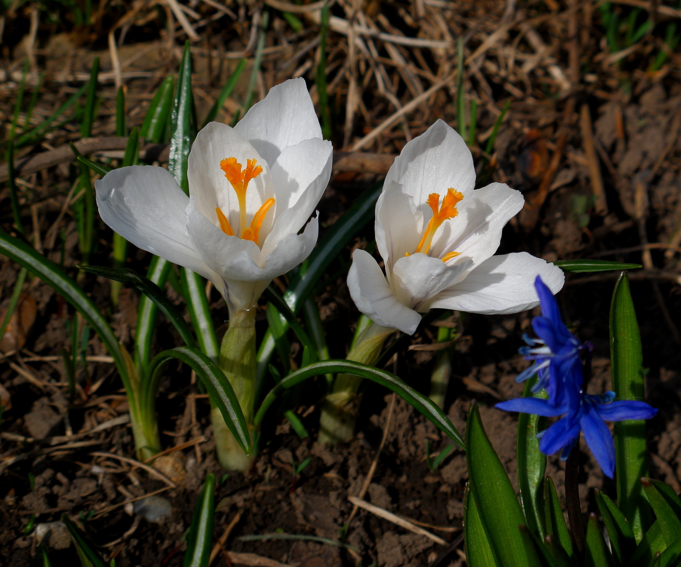 Die Zärtlichkeit des Frühlings