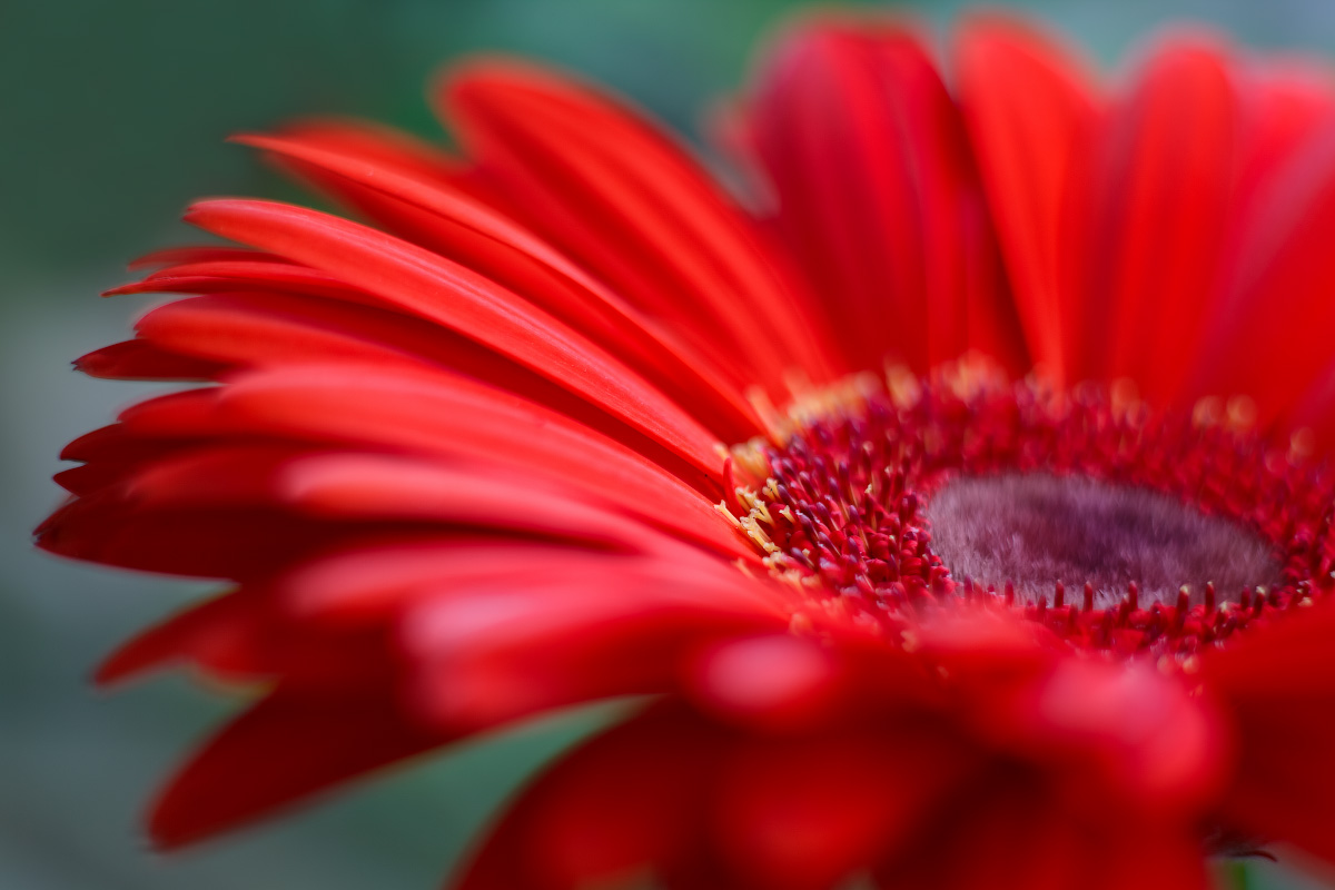 Gerbera