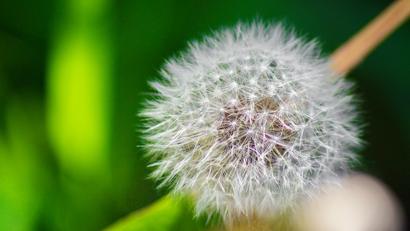 Taraxacum