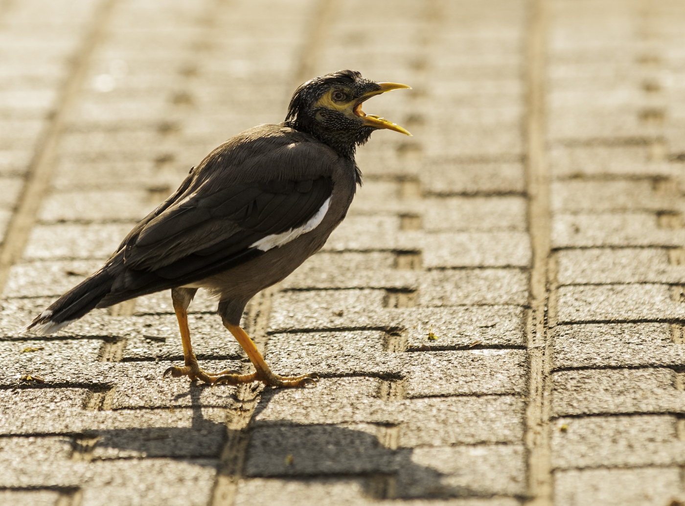 Ich werde Sie singen ...