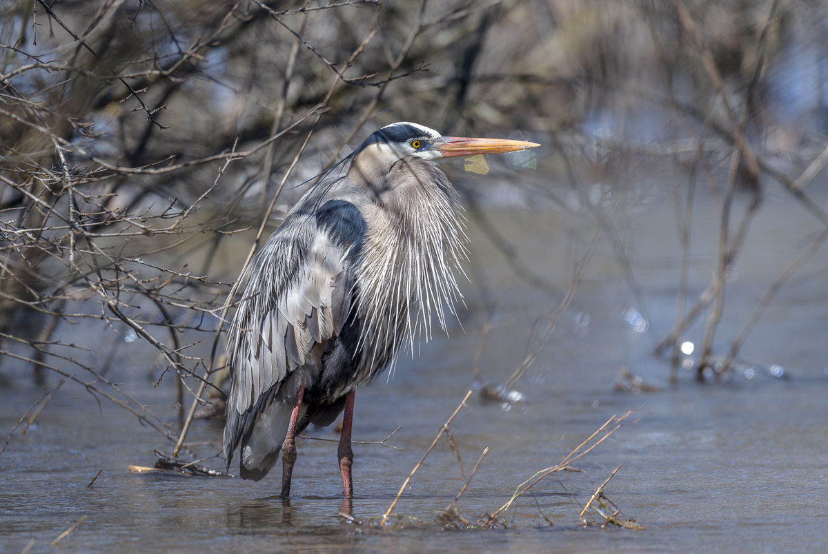 Great Blue Heron