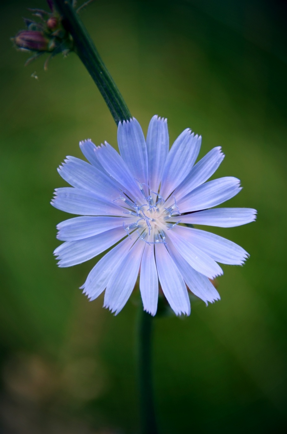 Gemeinsame Chicorée (Cichorium intybus L.)