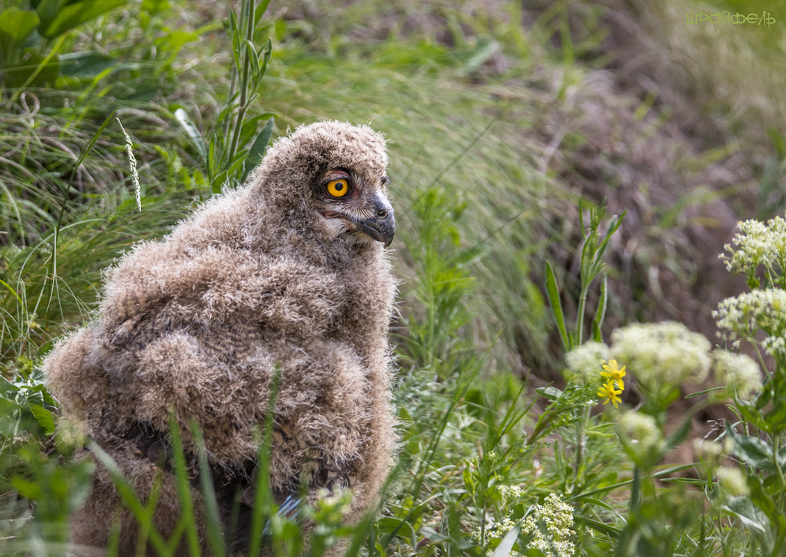 Miracle in den Federn