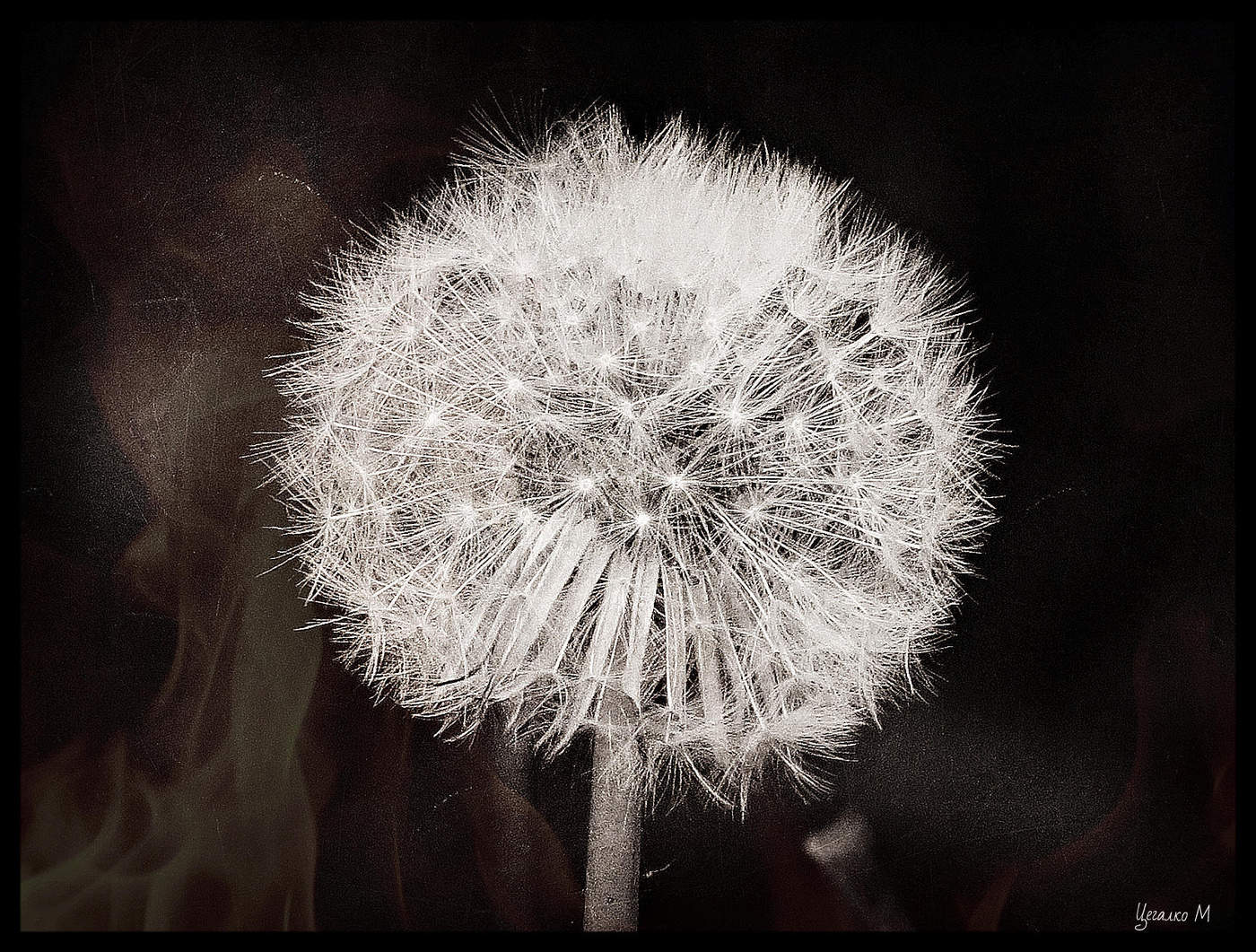 Taraxacum
