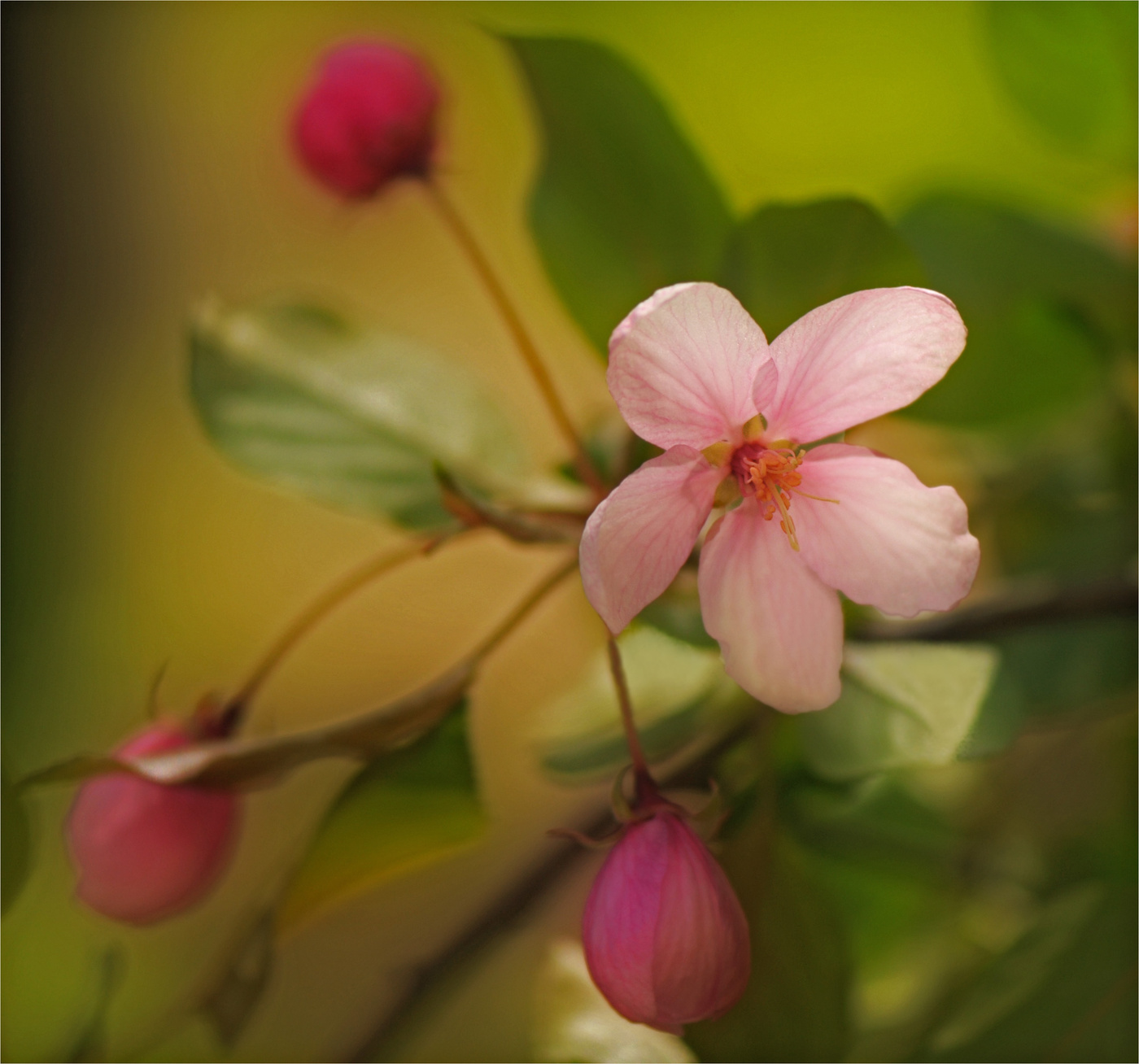 Apfelbäume in voller Blüte ...