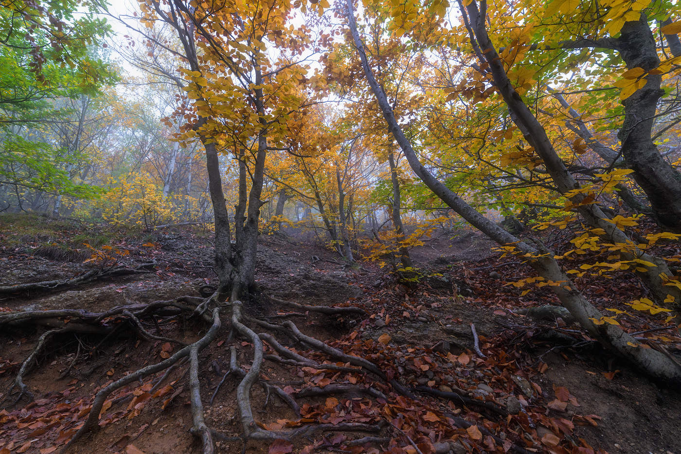 in den herbstlichen Wald